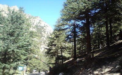 भैरोंघाटी, bhaironghaati, places to visit near gangotri, bhairav baba mandir, pine tree near by bairavghaati